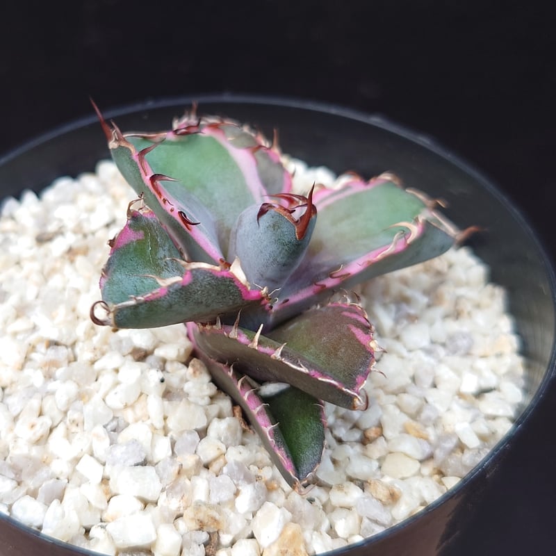 ブラックダイヤモンド/チタノタ | studio GP