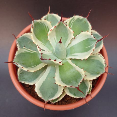 吉祥冠錦 | STORES