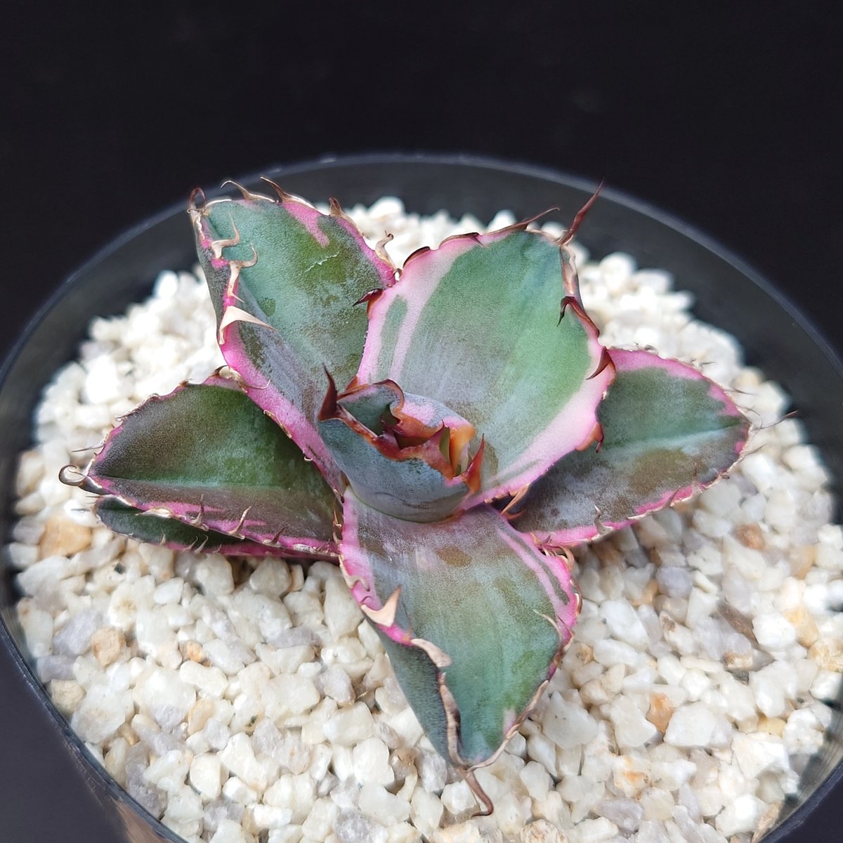 ブラックダイヤモンド/チタノタ | studio GP