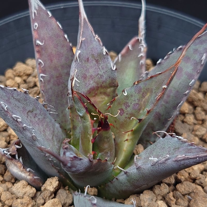 トゥースフェアリー/マンガべ | studio GP