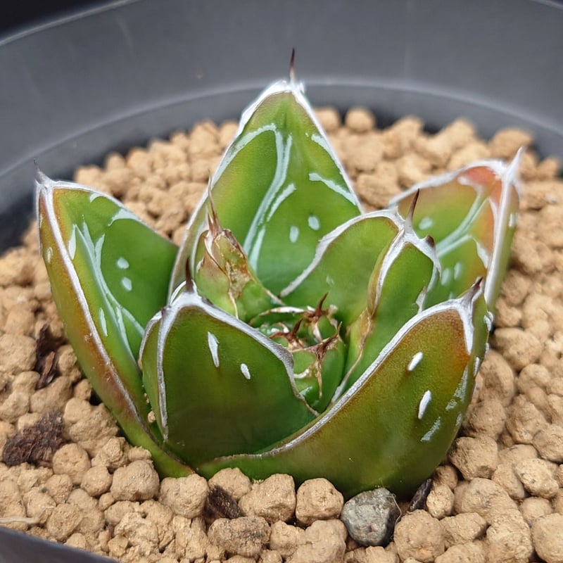 ビクトリアレジーナ　笹の雪　大株　美品 アガベ ビクトリアレジーナ(笹の雪)【大人気！笹の雪！気品