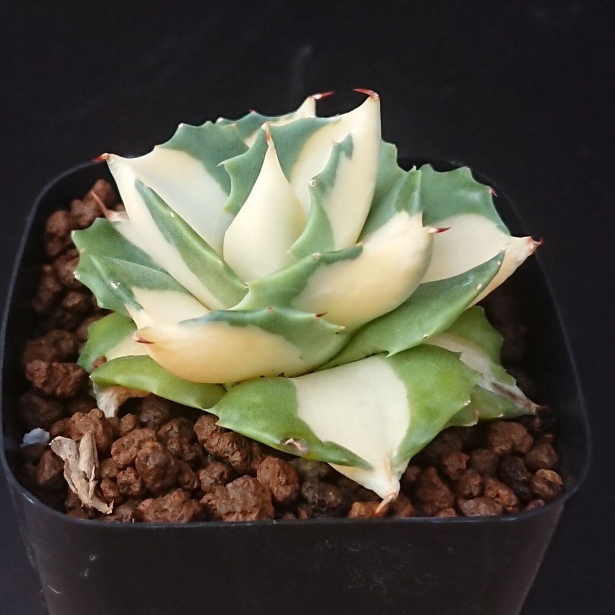 多肉植物・王姫ウォーターリリー錦・極上スペシャル斑