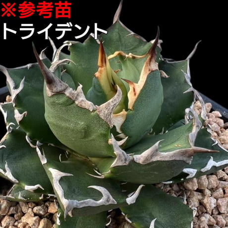 トライデント/チタノタ