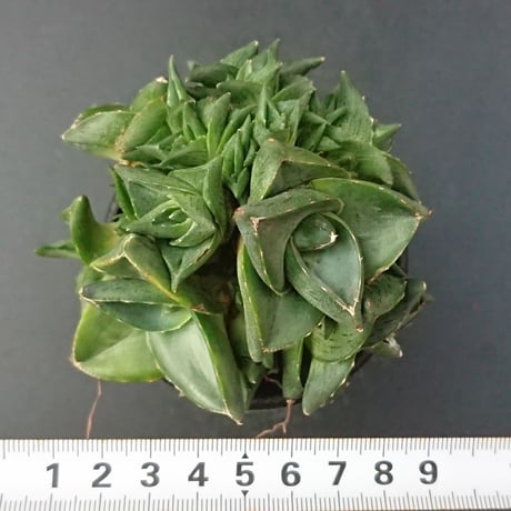 プミラ 群生株