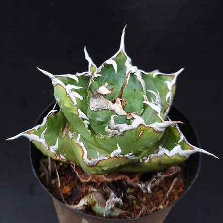 ソーラーエクリプス | STORES