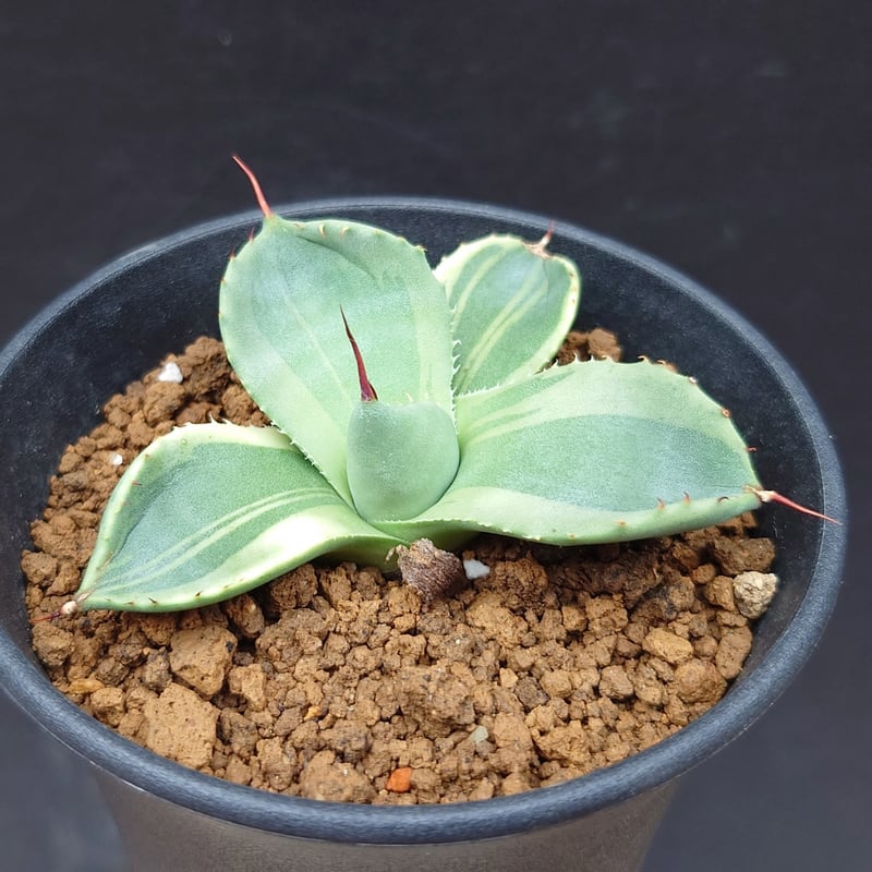 パリー トランカータ錦 | studio GP