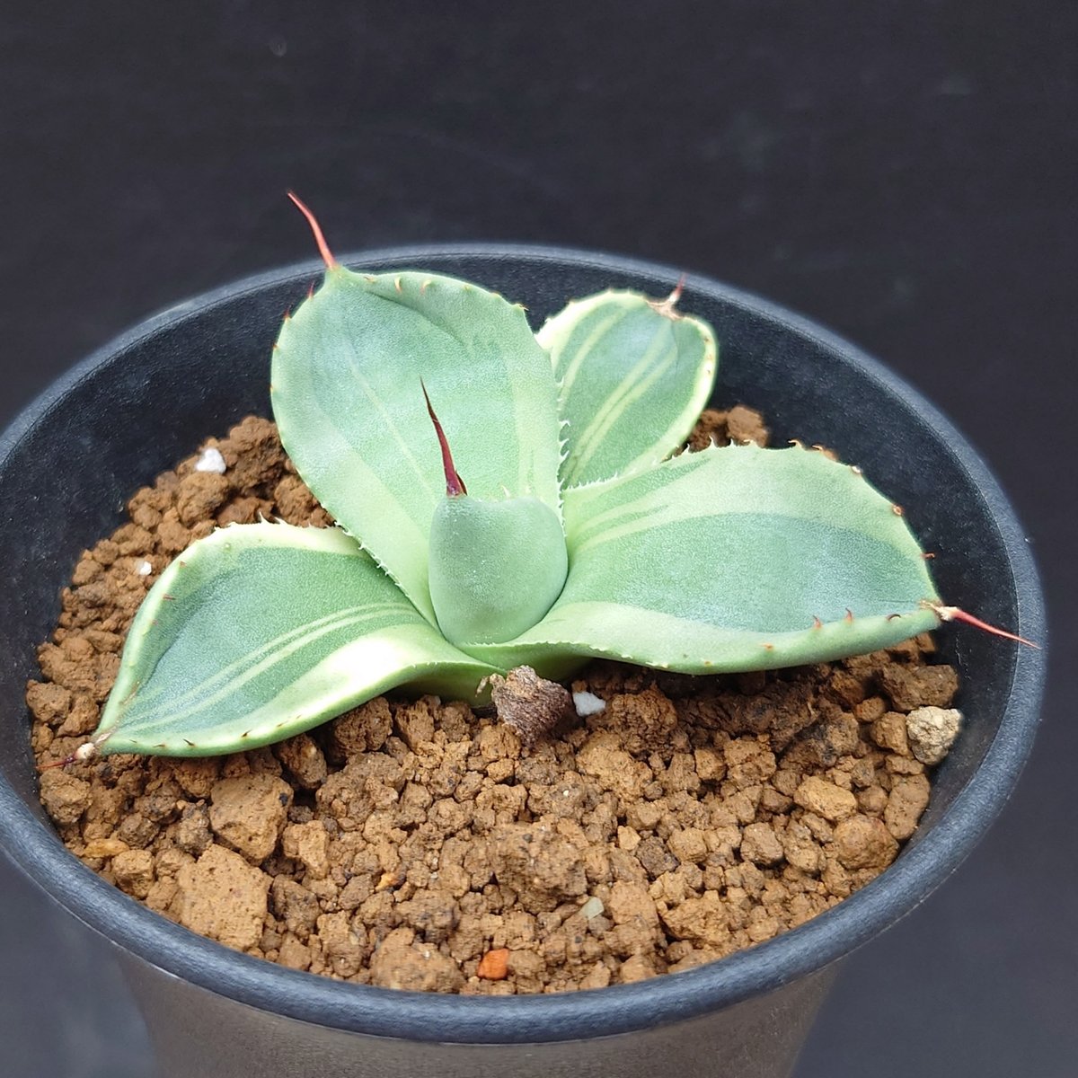 パリー トランカータ錦 | studio GP