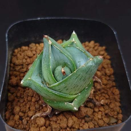 プミラ