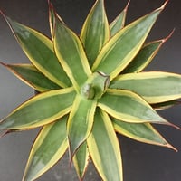 サングロー