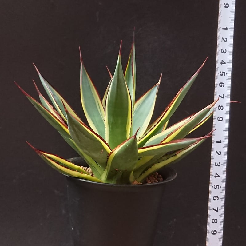 多肉植物 アガベ サングロー【Agave 'Sun Glow 斑入り】希少種