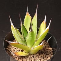 トゥースフェアリー/マンガべ | studio GP