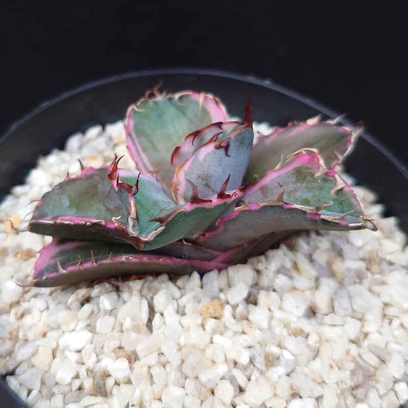 ブラックダイヤモンド/チタノタ | studio GP