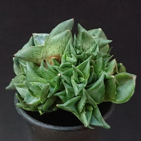 プミラ 群生株