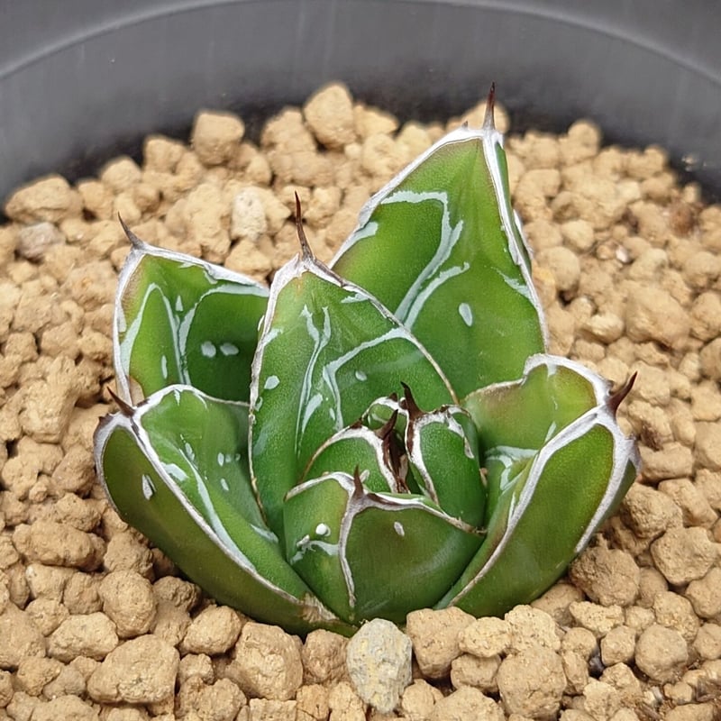 ビクトリアレジーナ　笹の雪　大株　美品 アガベ ビクトリアレジーナ(笹の雪)【大人気！笹の雪！気品あふれる美