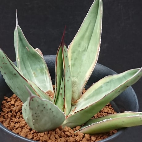 シャークスキン 中株 発根済み　シャークバイト ニグラ④ Yahoo!オークション -「アガベ シャークスキン」(観葉植物) の