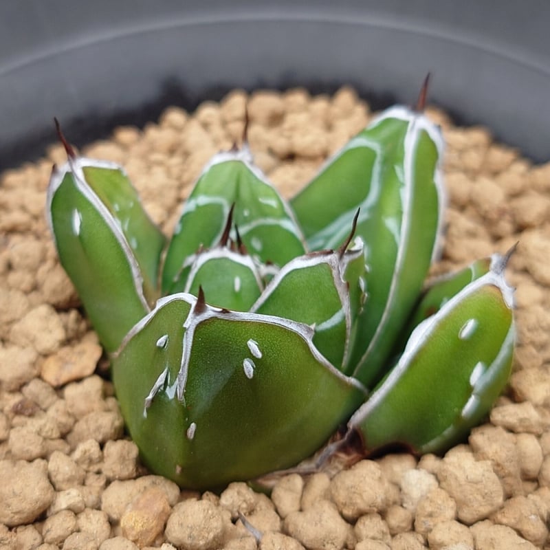 笹の雪D型/ヴィクトリアレジーナ | studio GP