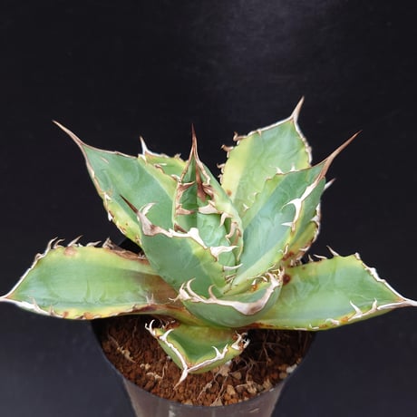 バナナピール | STORES