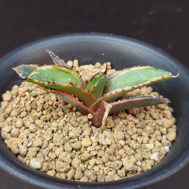 アガベ ブルーダイアモンド ブラックアンドブルー 斑入り 子株 発根済 アガベ ブルーダイアモンド ブラックアンドブルー 斑入り 子株