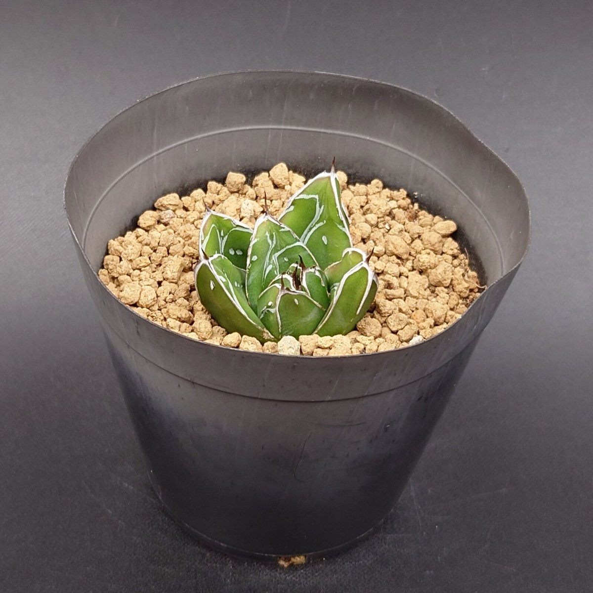 笹の雪D型/ヴィクトリアレジーナ | studio GP