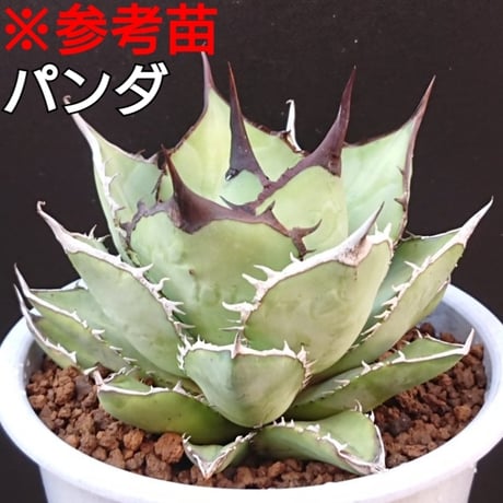 熊猫/チタノタ