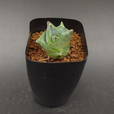 プミラ