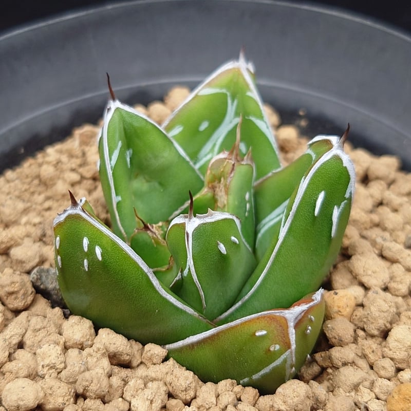 笹の雪D型/ヴィクトリアレジーナ | studio GP