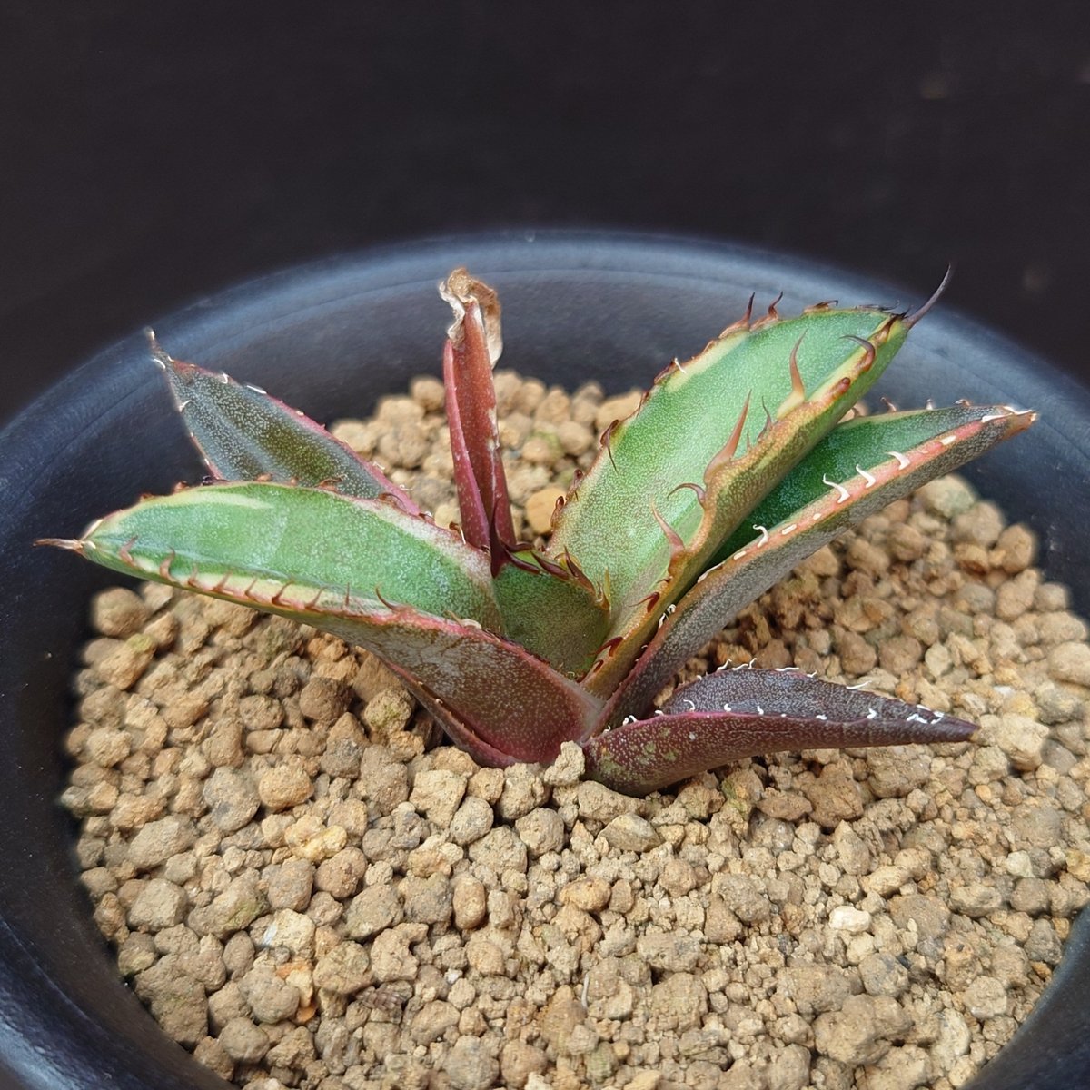 激レア　アガベ　ブルーボール BB錦 中斑 激レア アガベ ブルーボール BB錦 中斑 【公式通販】