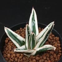 トゥースフェアリー/マンガべ | studio GP