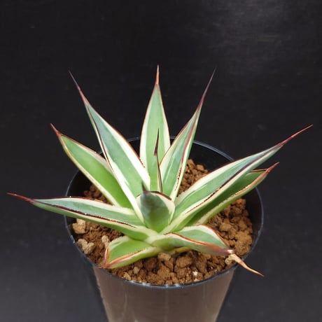 スノーグロー | STORES