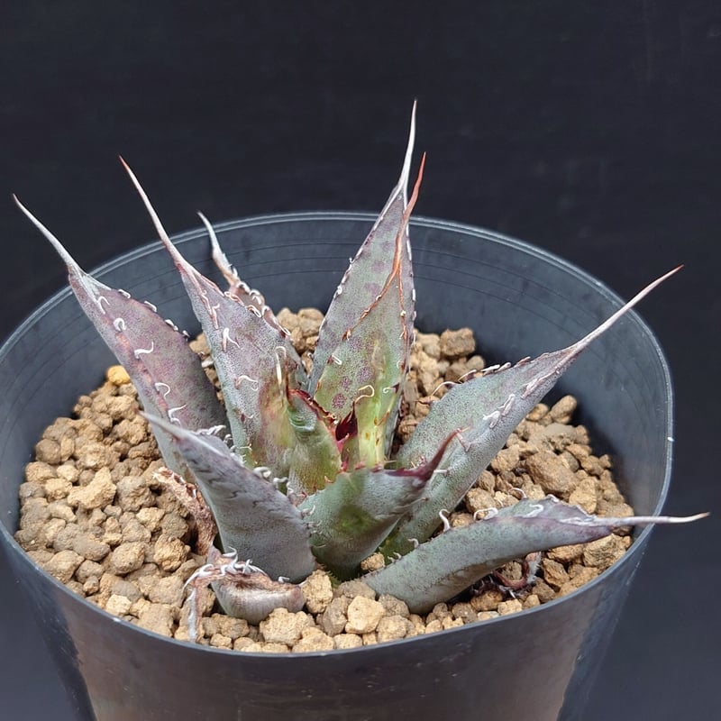 マンガべ　トゥースフェアリー マンガベ トゥースフェアリー／Mangave tooth fairy no.91239