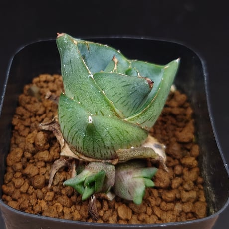 プミラ