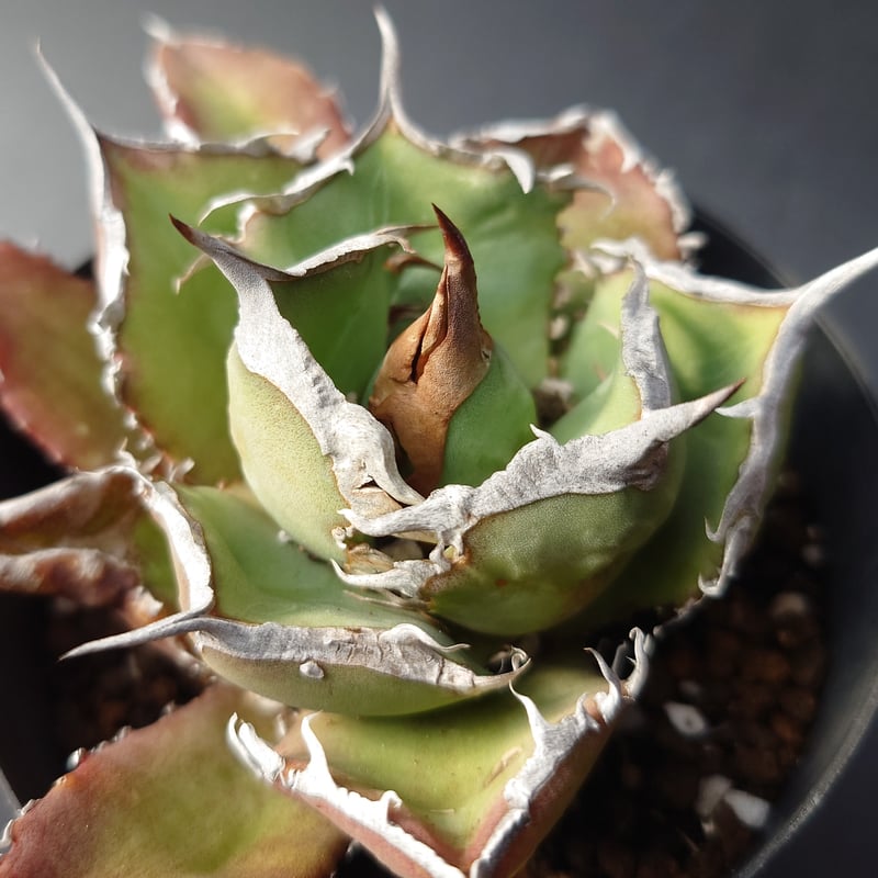 アガベ　インプレッサ　ドワーフクローン　コンパクタ アガベ インプレッサ ドワーフクローン コンパクタ アガベ