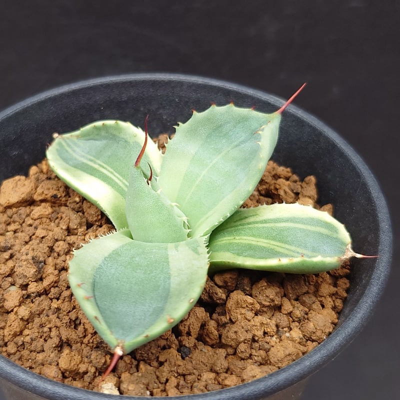 パリー トランカータ錦 | studio GP