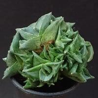 プミラ 群生株