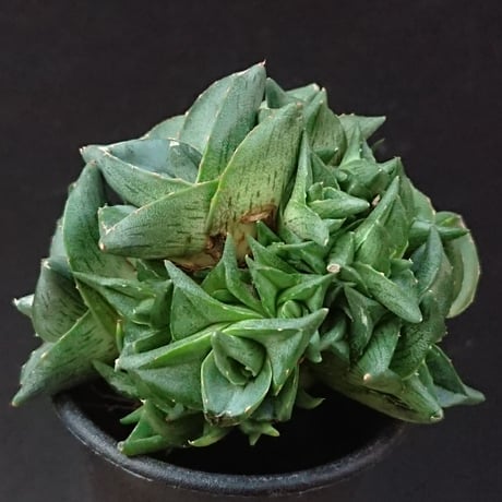 プミラ 群生株