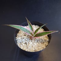 マンガべ　トゥースフェアリー fit=scale-down,w=1200