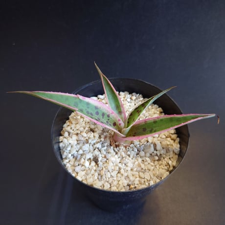 マンガベ　ゴールデンフレンドシップ　マンガベ　ジャガー×ビクトリアレジーナ　子株 マンガベ ゴールデンフレンドシップ マンガベ ジャガー