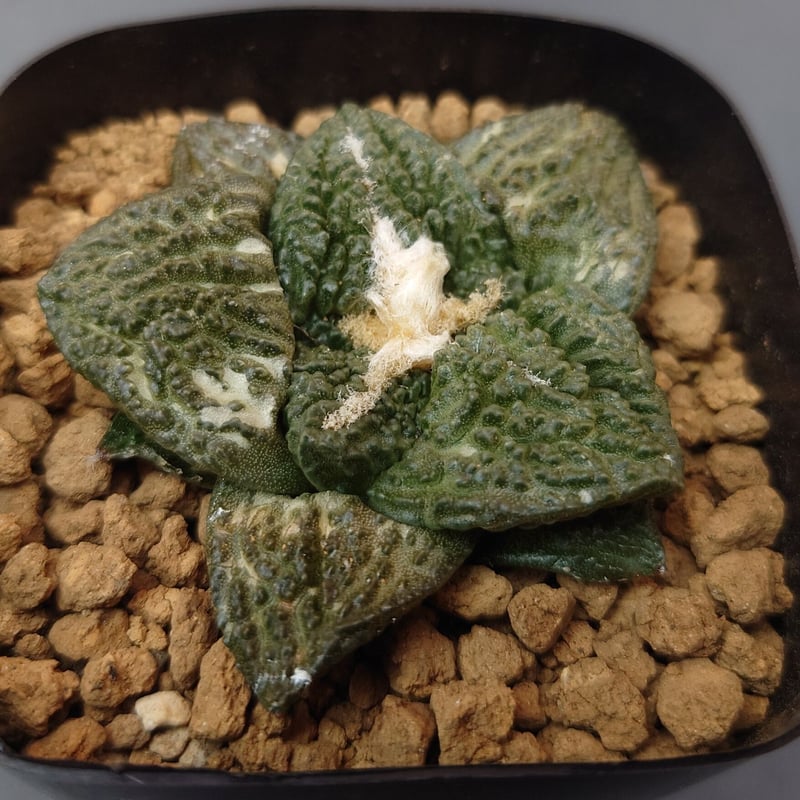 値下げ日中　大株　アリオカルプス　亀甲牡丹　ゴジラ　抜き苗発送 亀甲牡丹”ゴジラ”/アリオカルプス | studio GP