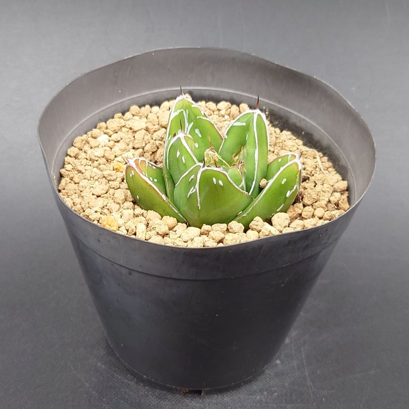 笹の雪D型/ヴィクトリアレジーナ | studio GP