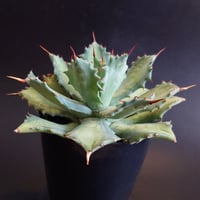 トゥースフェアリー/マンガべ | studio GP