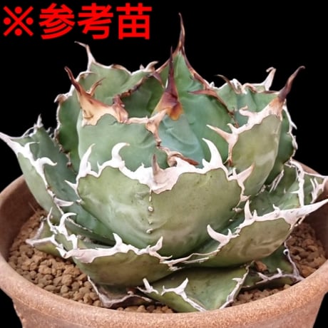 白鯨/チタノタ