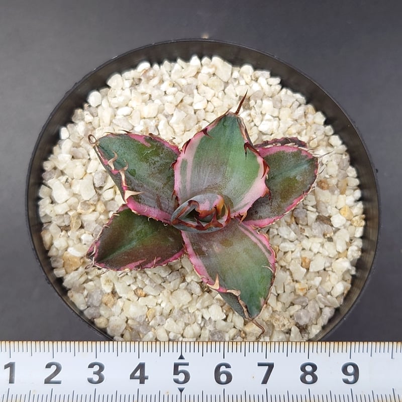 アガベ 　チタノタ　ブラックダイヤモンド とってもスタイリッシュメンズプランツ アガベ チタノタ ブラックダイヤモンド とってもスタイリッシュメンズ