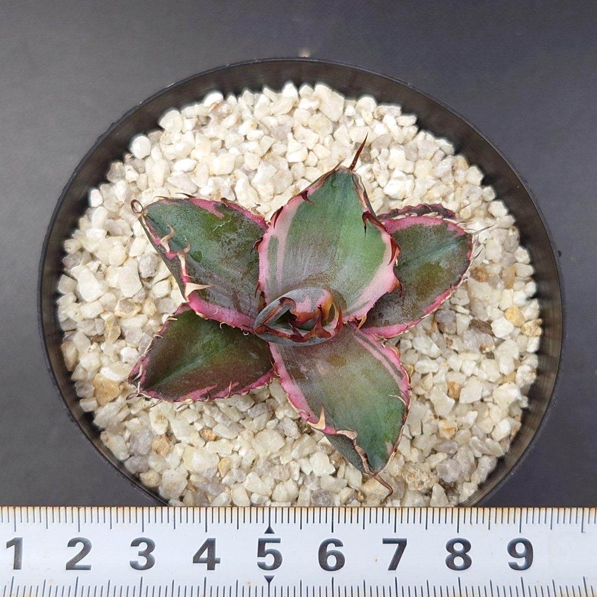 ブラックダイヤモンド/チタノタ | studio GP