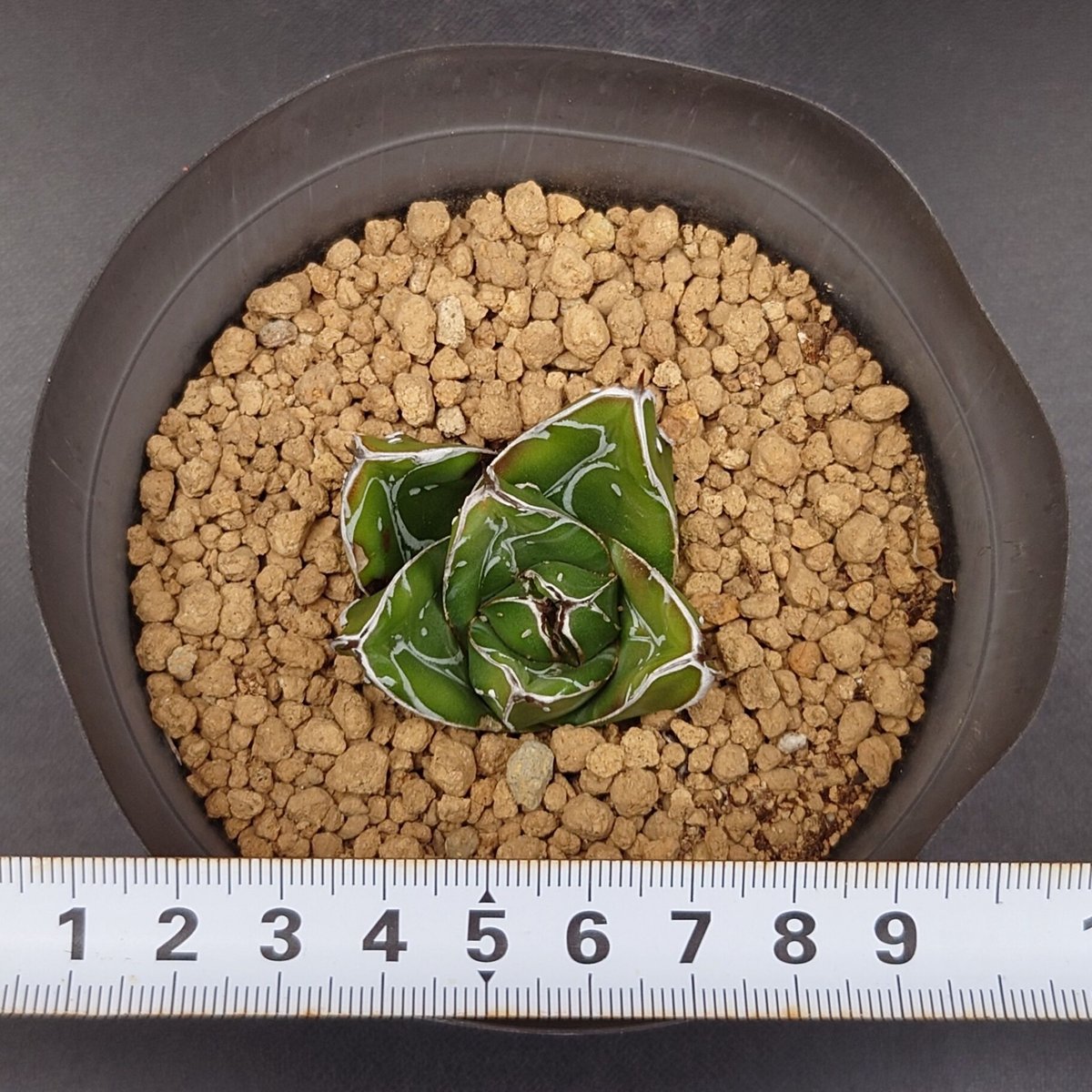 笹の雪D型/ヴィクトリアレジーナ | studio GP