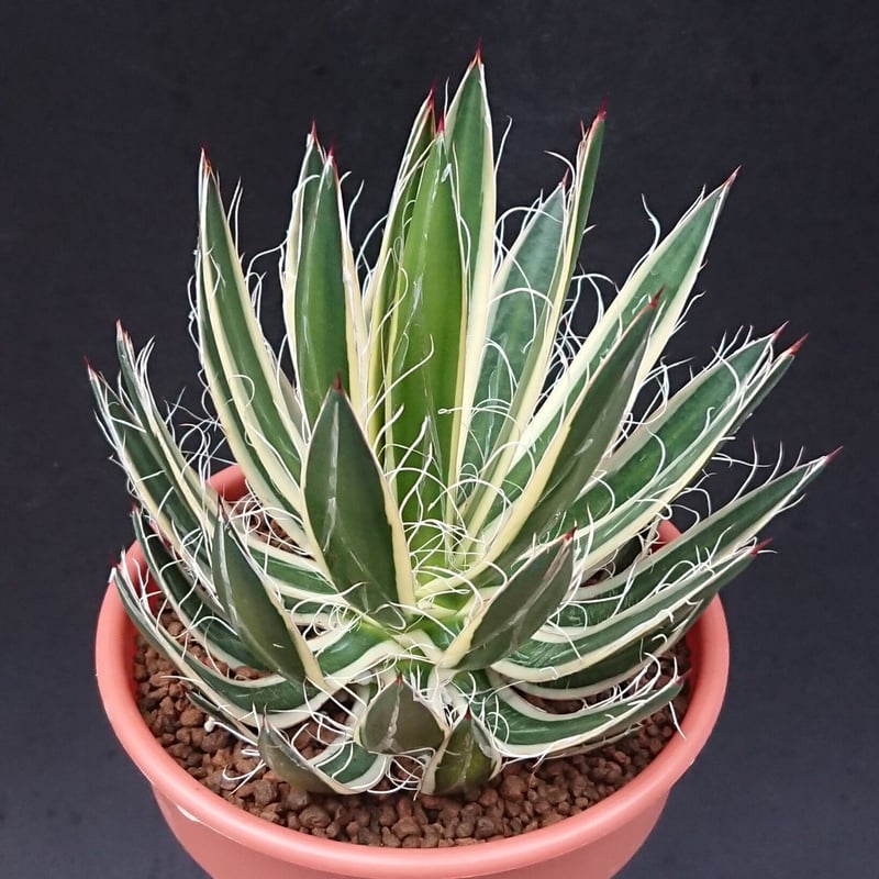 白糸の王妃錦/フィリフェラ | studio GP