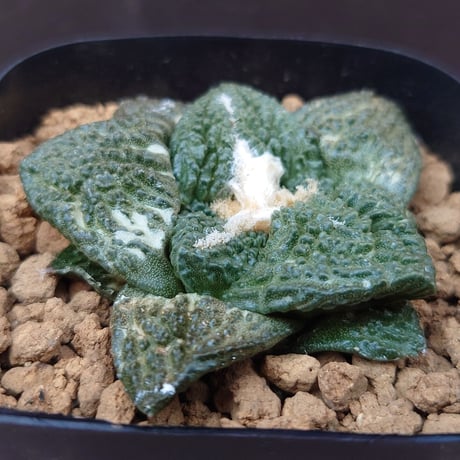 アリオカルプス　ゴジラ　台付 楽天市場】サボテン：アリオカルプス ゴジラ*幅3cm 現品！一品限り