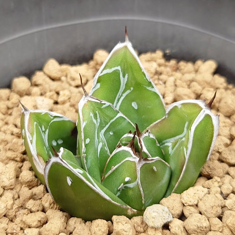 笹の雪D型/ヴィクトリアレジーナ | studio GP