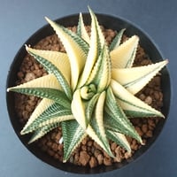 トゥースフェアリー/マンガべ | studio GP