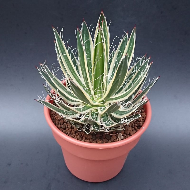 白糸の王妃錦/フィリフェラ | studio GP