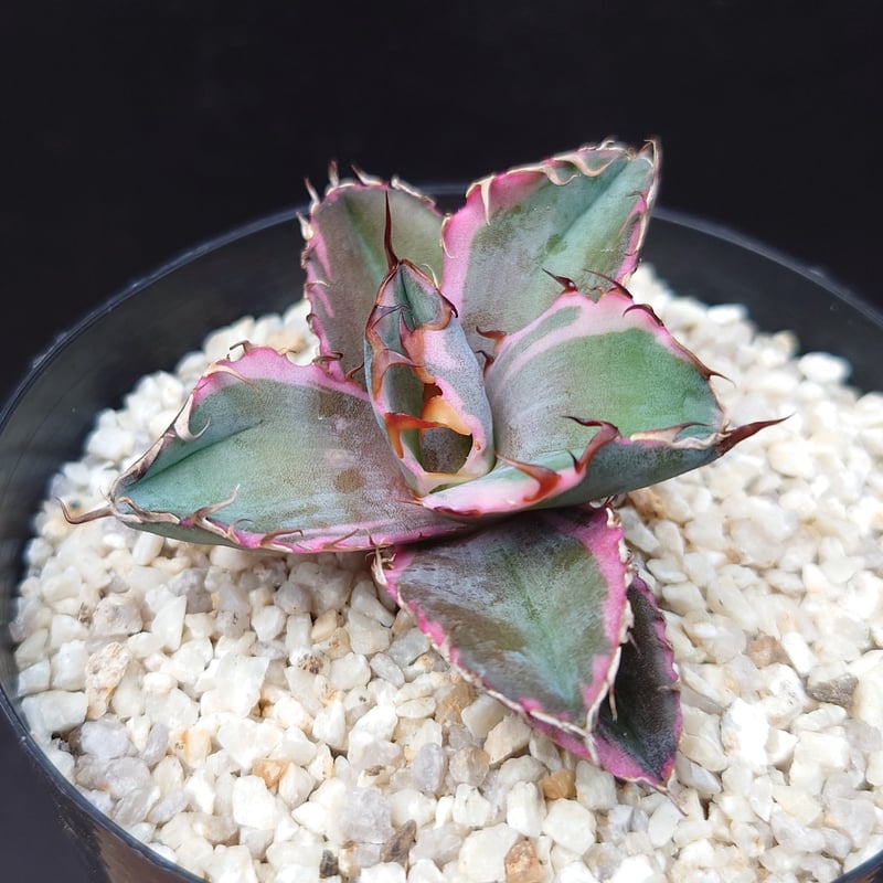 ブラックダイヤモンド/チタノタ | studio GP